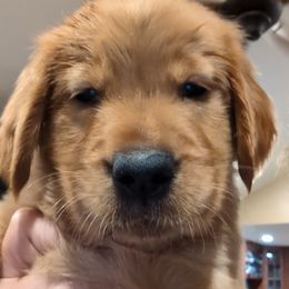 Golden Retriever Puppies from 10 Piece Golden Nugget Retrievers