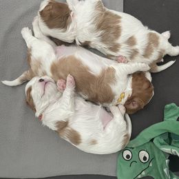 Cavalier King Charles Spaniel Puppies from Ellas.Pups