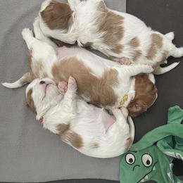 Cavalier King Charles Spaniel Puppies from Ellas.Pups