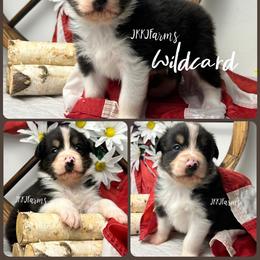 2 Wildcard, BTM - Black tri-color male Australian Shepherd puppy in Huntington, Texas from JKKJ Farms, LLC