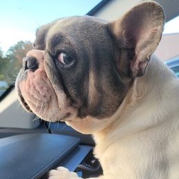 French Bulldogs from Avery's  Farmhouse