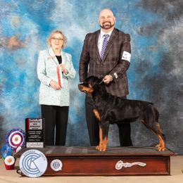 Rottweilers from Von Ekola Rottweilers