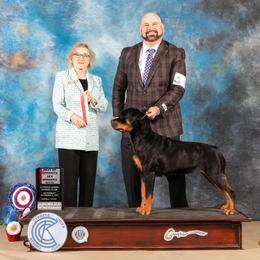Rottweilers from Von Ekola Rottweilers