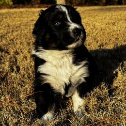 Kiara - Black tri-color female Australian Shepherd puppy in Blythewood, South Carolina from One Tribe Aussies