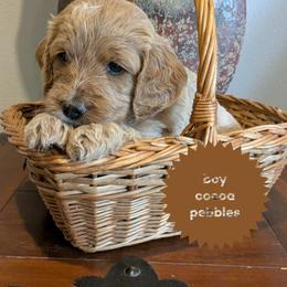 Cocoa Pebbles - Apricot male Goldendoodle puppy in Cambridge, Minnesota from Country Meadow Doodles