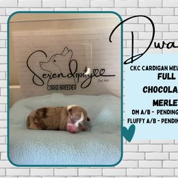Dwalin - Liver and white Cardigan Welsh Corgi puppy in Westminster, Maryland from Serendipity Corgi's