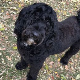 Charlee - Sheepadoodle