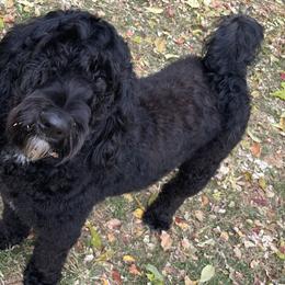 Charlee - Sheepadoodle