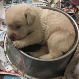 Dilute Retriever Puppies from Royalty Retrievers