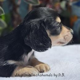 Oliver - Black and cream male Dachshund puppy in Ben Wheeler, Texas from Anytime Dachshunds by D.B.