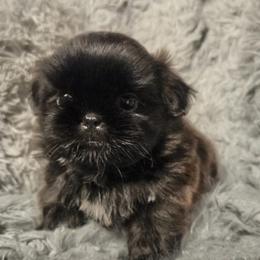 Finn - Red male Shih Tzu puppy in Waynesboro, Pennsylvania from Big Win Shih Tzus