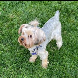Brik (AKC) - Yorkshire Terrier