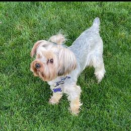 Brik (AKC) - Yorkshire Terrier