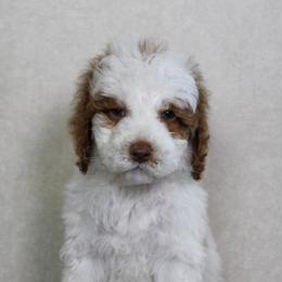 Sneezy - Parti male Goldendoodle puppy in Warsaw, Ohio from Lovabledoodles