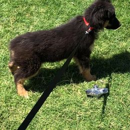 Australian Shepherd Puppies from 4-N Aussie