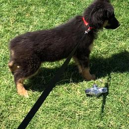 Australian Shepherd Puppies from 4-N Aussie