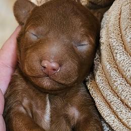 Elsa - Red female Cavapoo puppy in Glendale, Arizona from Cool Cavapoos