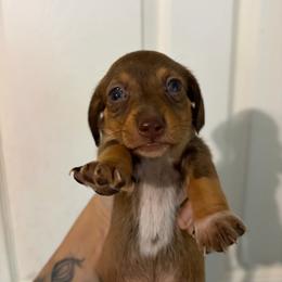 Kit - Chocolate and tan female Dachshund puppy in Conroe, Texas from R&M Dachshunds