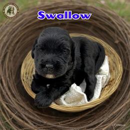 Swallow - Black male Bernedoodle puppy in Banner Elk, North Carolina from Walnut Tree Bernedoodles