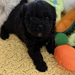Bunny - Black female Shihpoo puppy in Colonial Beach, Virginia from BeachRidge Pups