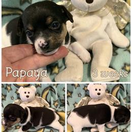 Papaya - Black tan and white male Rat Terrier puppy in Atlanta, Texas from CaliRats Rat Terriers