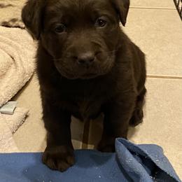 Labrador Retriever Puppies from Viklan Labradors