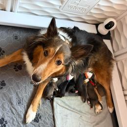 Red - Sable and white female Shetland Sheepdog puppy in Katy, Texas from Sherock’s Shelties
