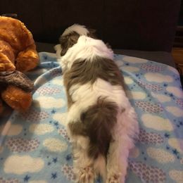 Shih Tzu Puppies from N.F.S.T Imperial ShihTzu Puppies.