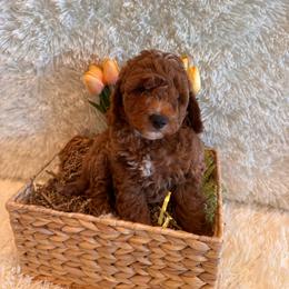 Blake - Red  male Goldendoodle puppy in Bucyrus, Missouri from Hill Top Pomskies