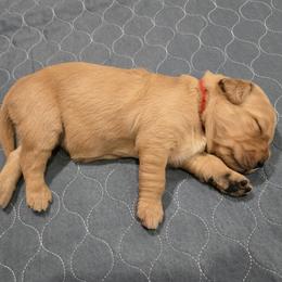 Red Collar - Golden female Golden Retriever puppy in El Dorado Hills, California from Asperheim Golden Retriever Puppies