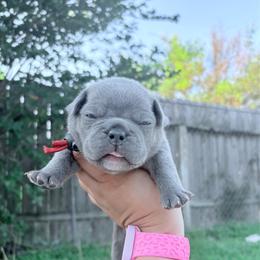 Red collar - Blue male French Bulldog puppy in Humble, Texas from Mary_Lands_dog_kennels
