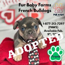 Valentino - Blue fawn male French Bulldog puppy in Michigan from Fur Baby Farms