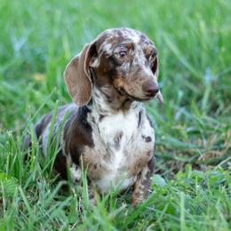 Valentine - Dachshund