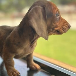 Boy 3 - Dapple Dachshund puppy in Luther, Oklahoma from LutherLongDogs
