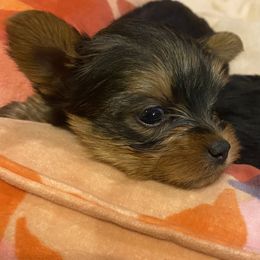 Boy 2 - Blue and gold Yorkshire Terrier puppy in Rifle, Colorado from Wynsumly