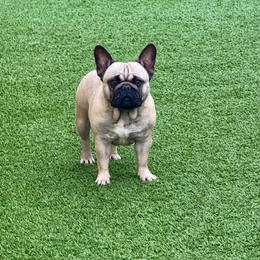 Renesmee - French Bulldog