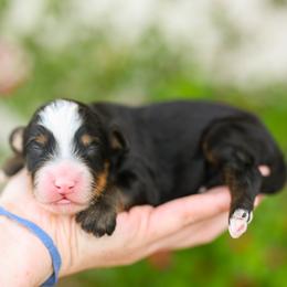 Aston - Tri-color male Bernedoodle puppy in Tucson, Arizona from Sun Valley Goldendoodles