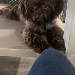 Shih Tzu All Grown Up from Hand Raised Shih Tzu’s