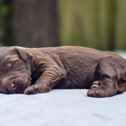 Sierra - Chocolate female Goldendoodle puppy in Centreville, Mississippi from Trin's Designer Doodles