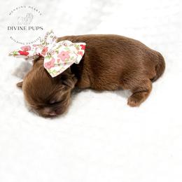 Fara - Liver female Shih Tzu puppy in League City, Texas from Divine Pups