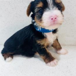 Cj - Parti male Yorkshire Terrier puppy in Bakersfield, California from Erika's Yorkshire Terriers