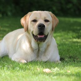 Moose - Labrador Retriever