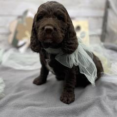 Boy 1 - Liver and white male Springerdoodle puppy in Lisbon, Ohio from Willow Lane Doodles
