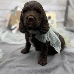Boy 1 - Liver and white male Springerdoodle puppy in Lisbon, Ohio from Willow Lane Doodles