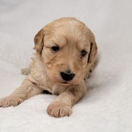 Goldendoodle Puppies from Lake Village Doodles