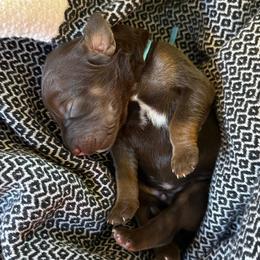 Pretzel - Chocolate male Labradoodle puppy in Lubbock, Texas from Lucky Labradoodles