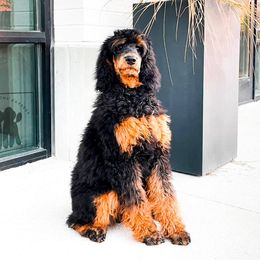 Poodle All Grown Up from Poodles of Pony Express