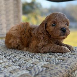 Ariel - Red  female Goldendoodle puppy in Ashland, Kentucky from Still Waters Farm