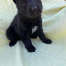Black female - Black female German Shepherd puppy in Jennings, Kansas from Lost Creek German Shepherds LLC
