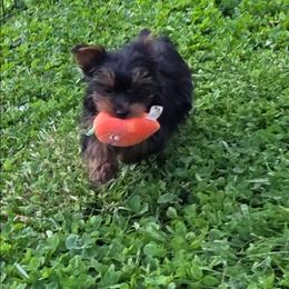 Sammy - Black and gold male Yorkshire Terrier puppy in Grafton, West Virginia from Gemstone Kennel